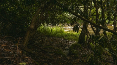 Recreational Land for Sale on Big Reed Island Creek - image 33