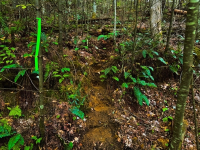 Recreational Land for Sale on Big Reed Island Creek - image 39