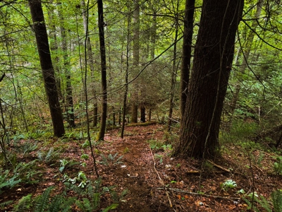 Recreational Land for Sale on Big Reed Island Creek - image 35
