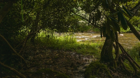 Recreational Land for Sale on Big Reed Island Creek - image 32
