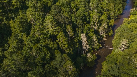 Recreational Land for Sale on Big Reed Island Creek - image 19