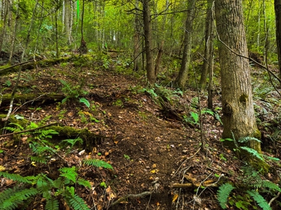 Recreational Land for Sale on Big Reed Island Creek - image 36