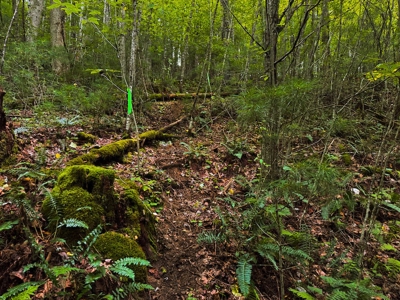 Recreational Land for Sale on Big Reed Island Creek - image 37