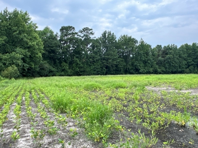 Prime 34-Acre Property in Washington, NC - image 2