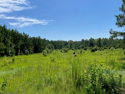 Mt Hermon 23.5 Acres For Sale - image 9