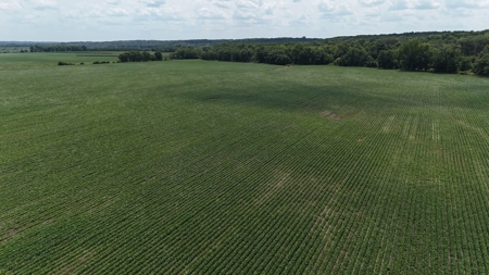 Tract 1 of 7 132+/- Acres Grand River Row Crop Bottom Land - image 15