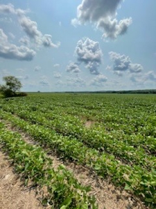Tract 1 of 7 132+/- Acres Grand River Row Crop Bottom Land - image 9