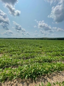 Tract 1 of 7 132+/- Acres Grand River Row Crop Bottom Land - image 7