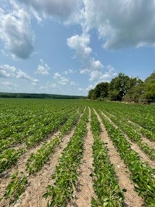 Tract 1 of 7 132+/- Acres Grand River Row Crop Bottom Land - image 4