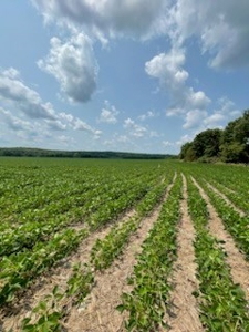 Tract 1 of 7 132+/- Acres Grand River Row Crop Bottom Land - image 5