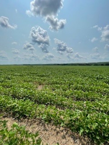 Tract 1 of 7 132+/- Acres Grand River Row Crop Bottom Land - image 8