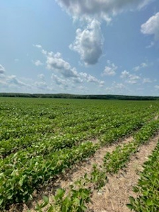 Tract 1 of 7 132+/- Acres Grand River Row Crop Bottom Land - image 6