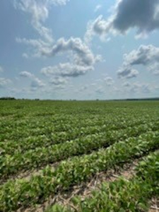 Tract 2 of 7 180+/- Acres Grand River Row Crop Bottom Land - image 5