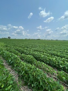 Tract 2 of 7 180+/- Acres Grand River Row Crop Bottom Land - image 16