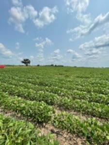 Tract 2 of 7 180+/- Acres Grand River Row Crop Bottom Land - image 7