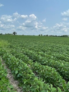 Tract 2 of 7 180+/- Acres Grand River Row Crop Bottom Land - image 10