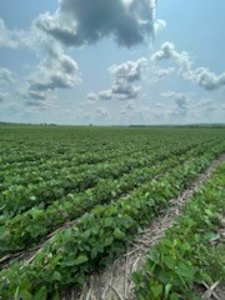 Tract 2 of 7 180+/- Acres Grand River Row Crop Bottom Land - image 14