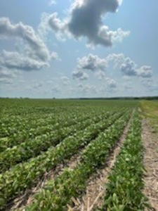 Tract 2 of 7 180+/- Acres Grand River Row Crop Bottom Land - image 3
