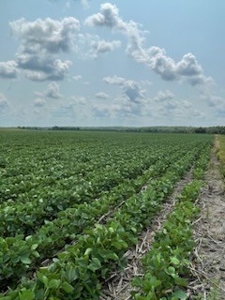Tract 2 of 7 180+/- Acres Grand River Row Crop Bottom Land - image 8