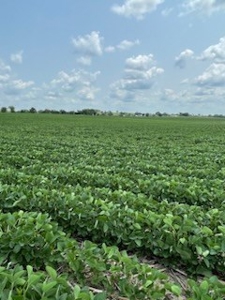 Tract 2 of 7 180+/- Acres Grand River Row Crop Bottom Land - image 11