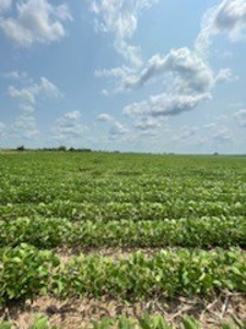 Tract 2 of 7 180+/- Acres Grand River Row Crop Bottom Land - image 6
