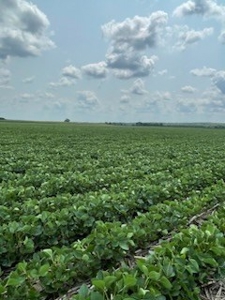 Tract 2 of 7 180+/- Acres Grand River Row Crop Bottom Land - image 9