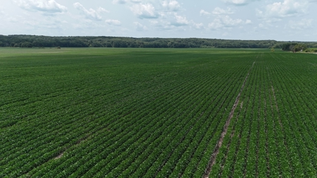 Tract 2 of 7 180+/- Acres Grand River Row Crop Bottom Land - image 21