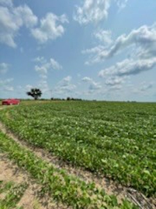 Tract 2 of 7 180+/- Acres Grand River Row Crop Bottom Land - image 2