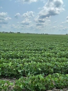 Tract 2 of 7 180+/- Acres Grand River Row Crop Bottom Land - image 12