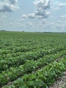 Tract 2 of 7 180+/- Acres Grand River Row Crop Bottom Land - image 13