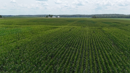Tract 3 of 7 116+/- Acres Grand River Row Crop Bottom Land - image 6