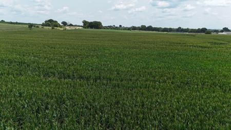 Tract 3 of 7 116+/- Acres Grand River Row Crop Bottom Land - image 4