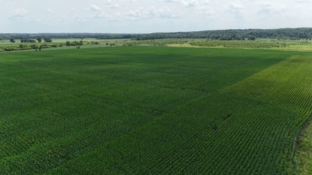Tract 4 of 7 78+/- Acres Grand River Row Crop Bottom Land - image 10
