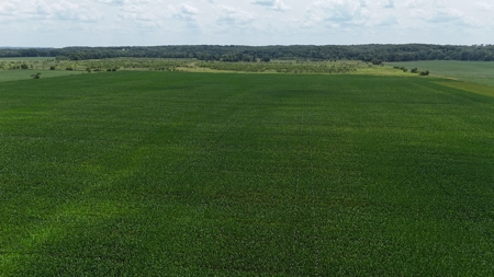 Tract 4 of 7 78+/- Acres Grand River Row Crop Bottom Land - image 7