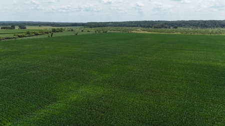 Tract 4 of 7 78+/- Acres Grand River Row Crop Bottom Land - image 8