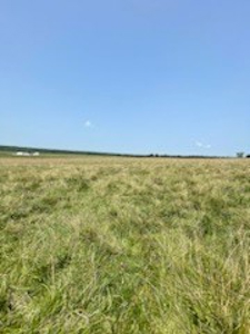 Tract 6 of 7  80.5+/- Acres Hill Land in Pasture and Timber - image 8