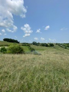 Tract 7 of 7 73+/- Acres Hill Land in Pasture and Timber - image 9