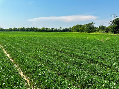 Land for sale Headland, Alabama - image 3