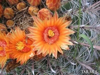 Spectacular property with gorgeous 360 mountain views - image 2