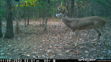 86.66 ± ACRES HUNTING LAND for Sale in Rattan, OK - image 2