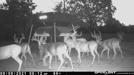 86.66 ± ACRES HUNTING LAND for Sale in Rattan, OK - image 6