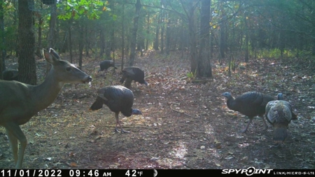 86.66 ± ACRES HUNTING LAND for Sale in Rattan, OK - image 1