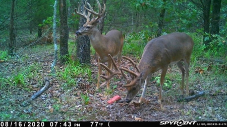86.66 ± ACRES HUNTING LAND for Sale in Rattan, OK - image 4