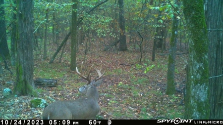 86.66 ± ACRES HUNTING LAND for Sale in Rattan, OK - image 10