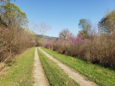 Wildhorse Creek Recreational Property & Cabin - image 11