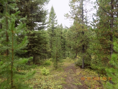 Off-Grid Mountain Cabin on Acreage with Wildlife! - image 31