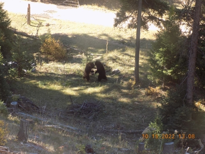 Off-Grid Mountain Cabin on Acreage with Wildlife! - image 23
