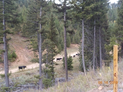 Off-Grid Mountain Cabin on Acreage with Wildlife! - image 22