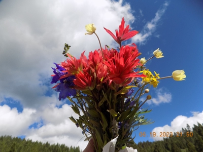 Off-Grid Mountain Cabin on Acreage with Wildlife! - image 3
