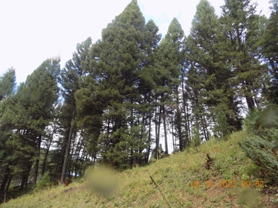 Off-Grid Mountain Cabin on Acreage with Wildlife! - image 32
